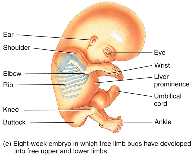 Embryonic Period - 8th week