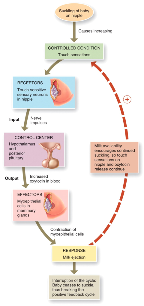 The Physiology of Lactation