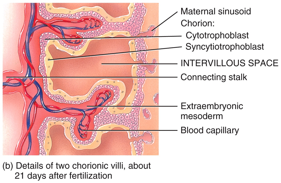 Embryonic Period - Embryonic Heart