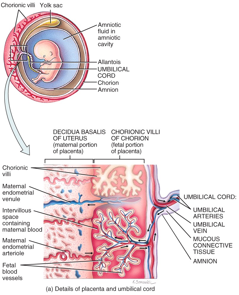 Embryonic Period - 12th week