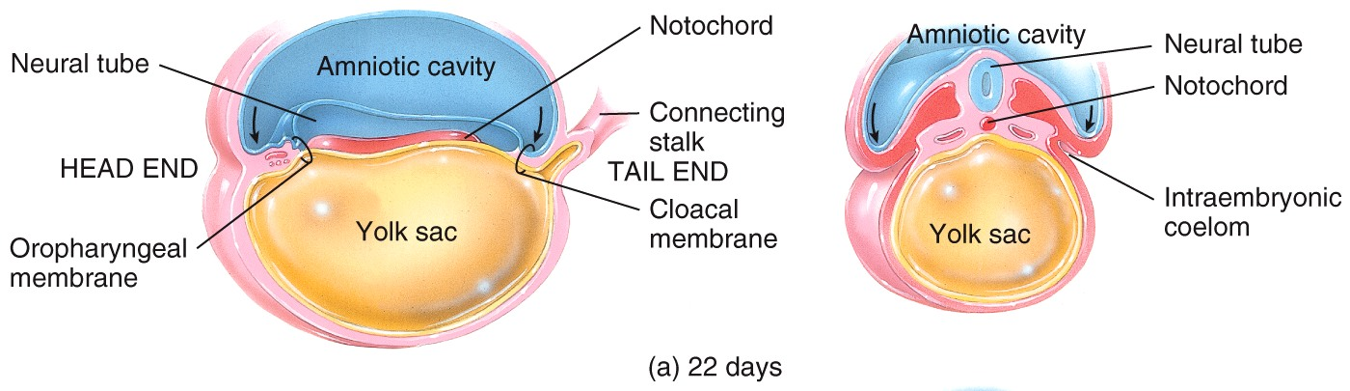 Embryonic Period - organogenesis