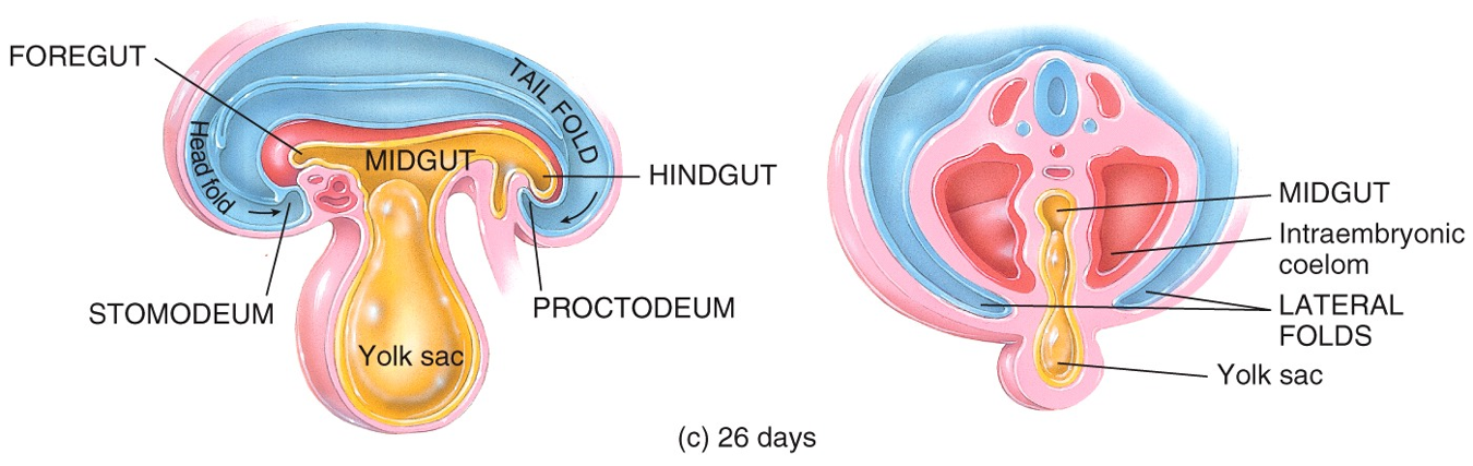 Embryonic Period