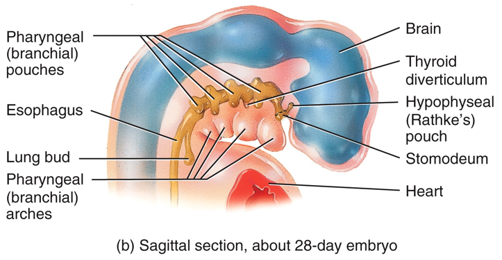 Embryonic Period