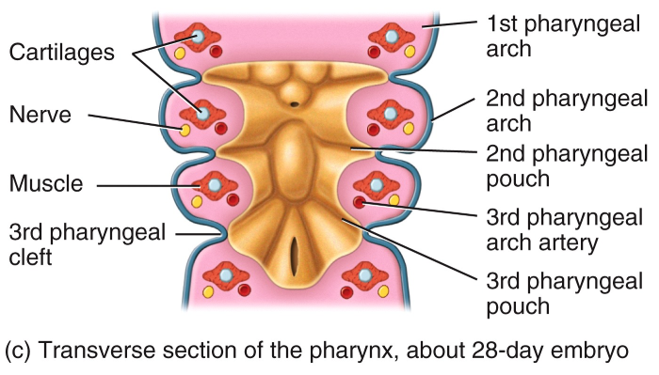 Embryonic Period