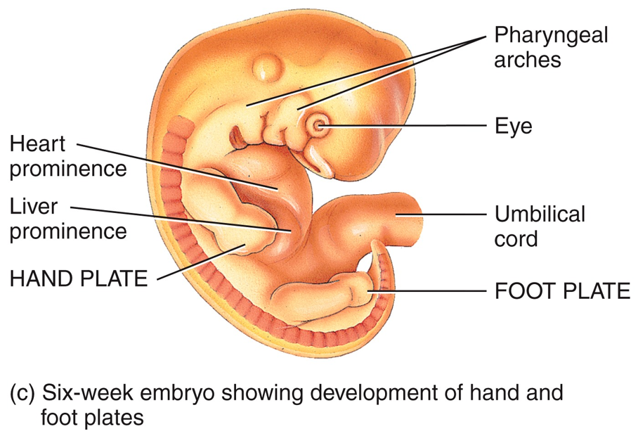 Embryonic Period - 5th week