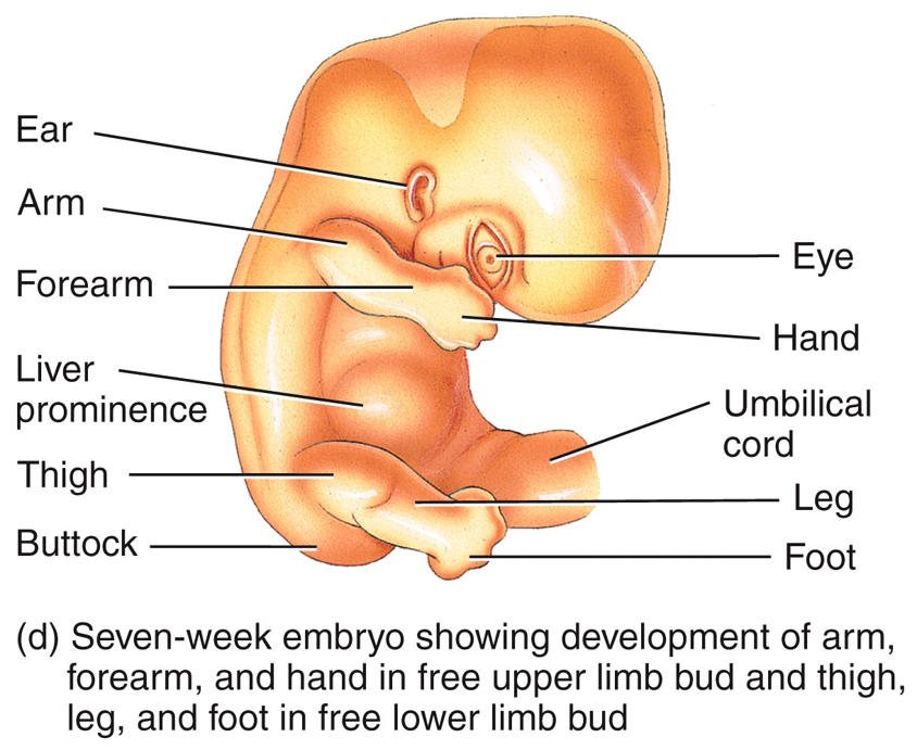 Embryonic Period - 7th week