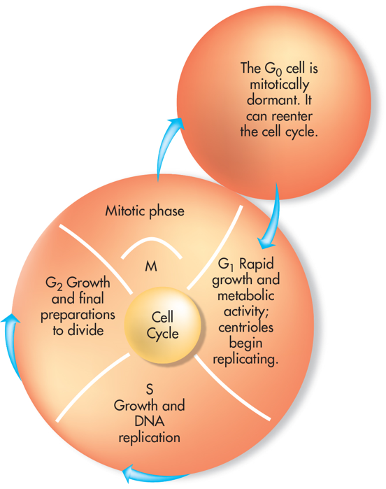 The Four Steps of The Cell Cycle