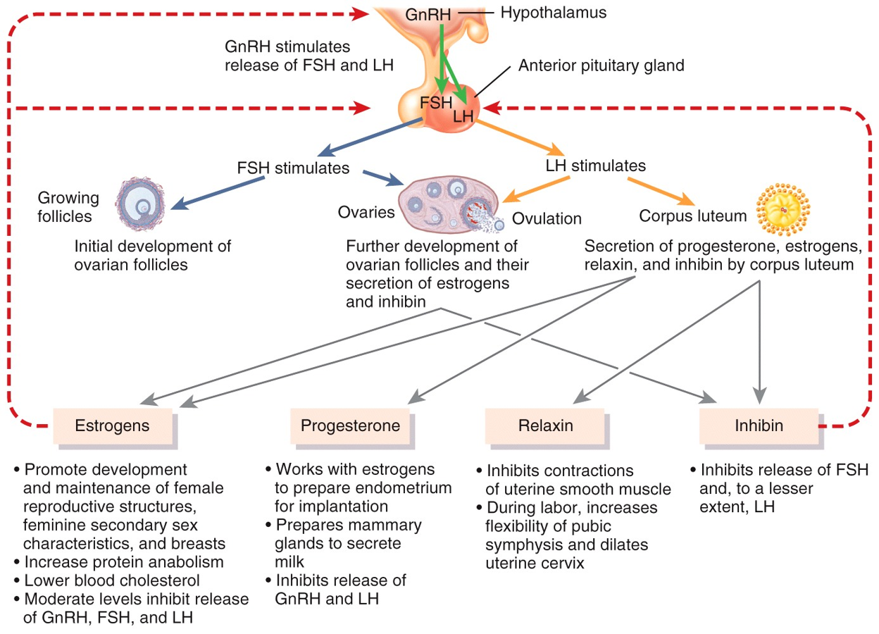 Gonadotropin-releasing hormone (GnRH)