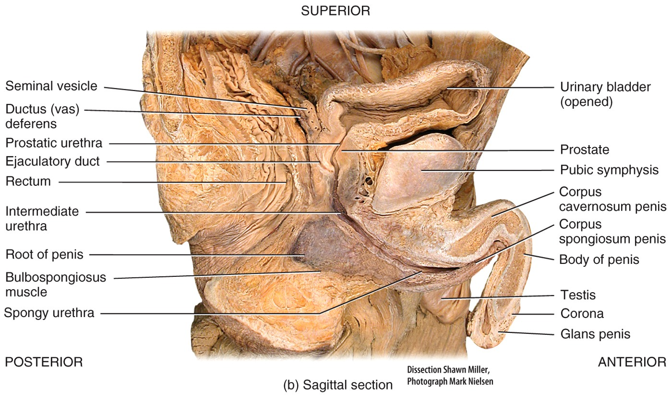 Male Reproductive System