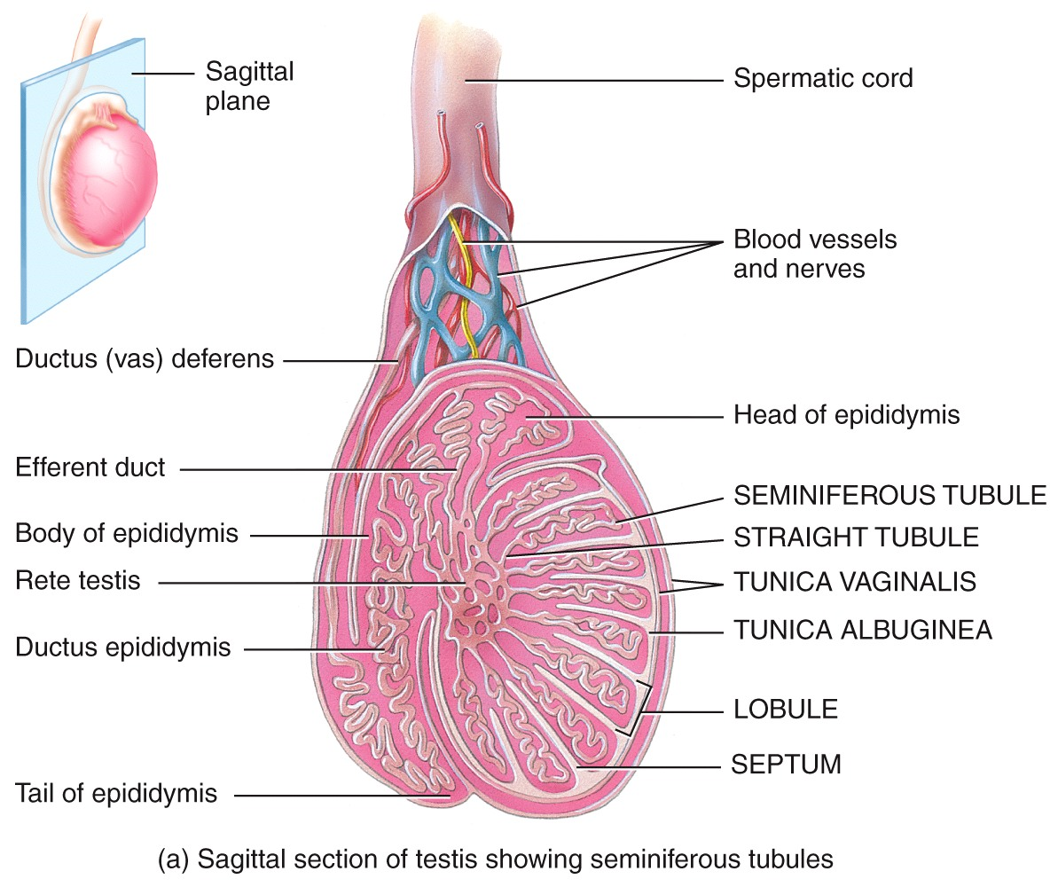 Male Reproductive System - Testes