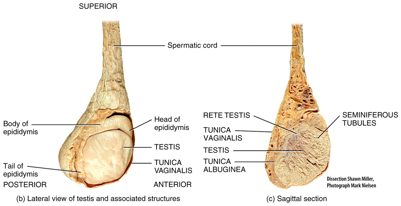 Male Reproductive System - Testes ذكر الجهاز التناسلي - الخصيتين