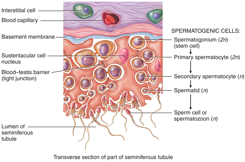 spermatogonia المني