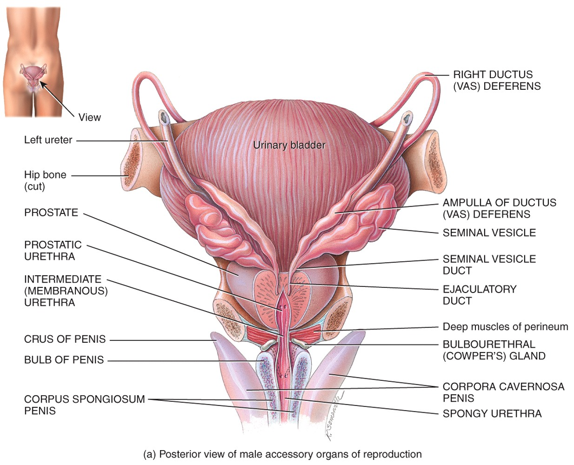 Male Reproductive System - Spermatic cord 