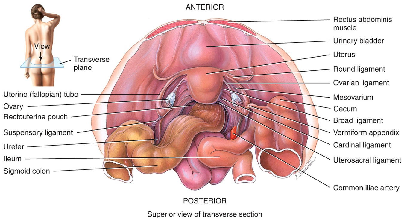 Female Reproductive System