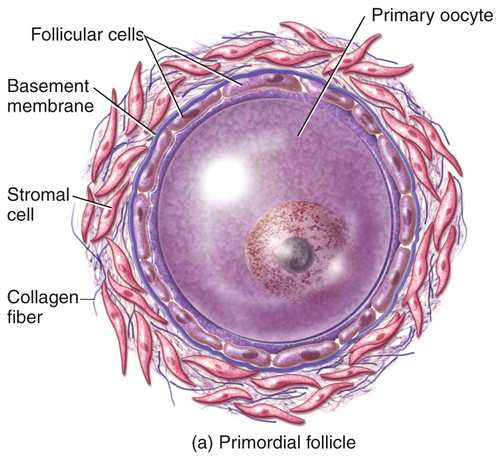 Female Reproductive System