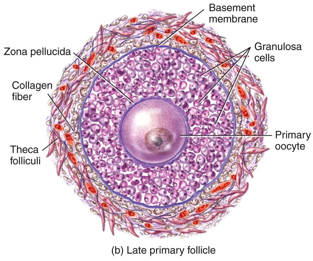 Female Reproductive System