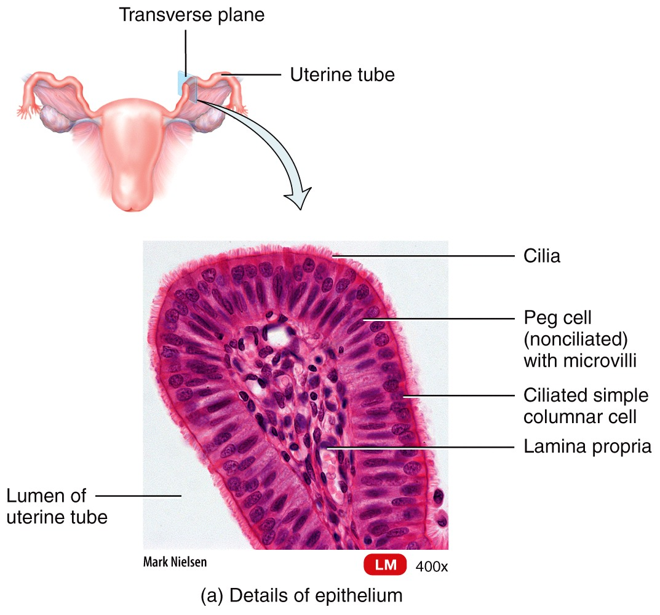 Female Reproductive System "الجهاز التناسلي للأنثى"