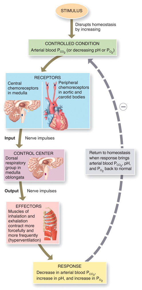 Control of Respiration