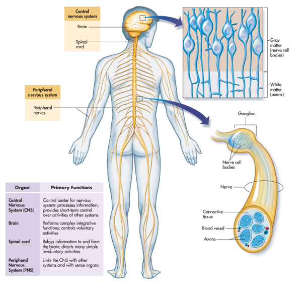 The Central Nervous System Includes the Brain and Spinal Cord