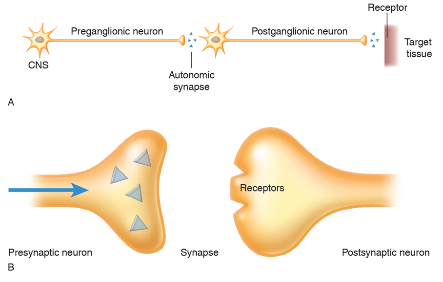 Neurotransmitters of the Autonomic Nervous System (1 of 2)