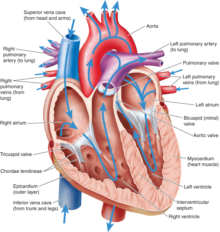 Anatomy of the Heart