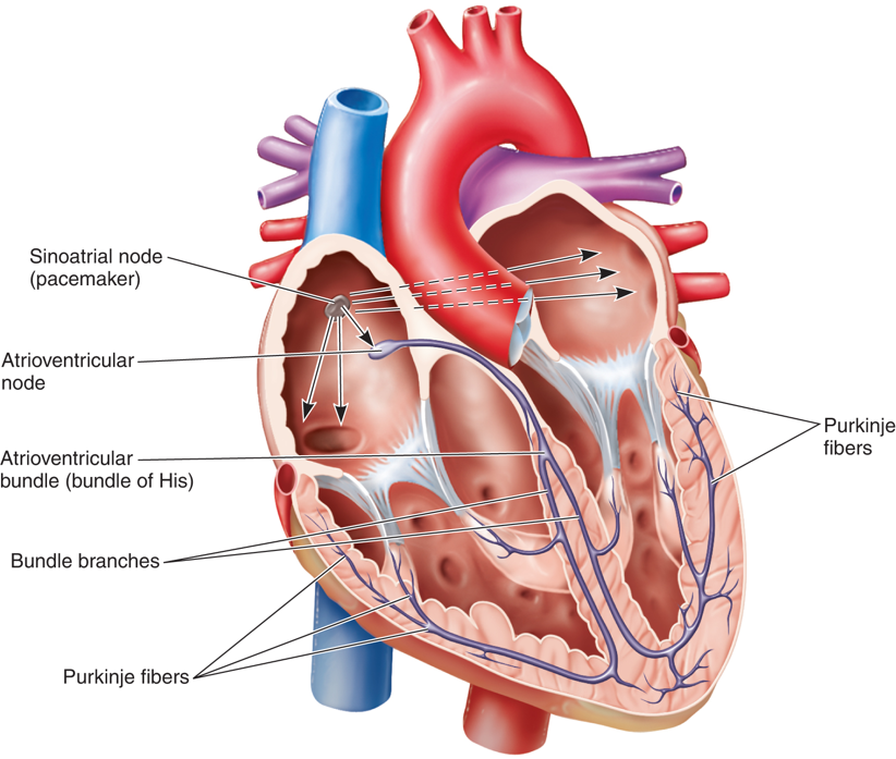 Electrical Conduction System of the Heart