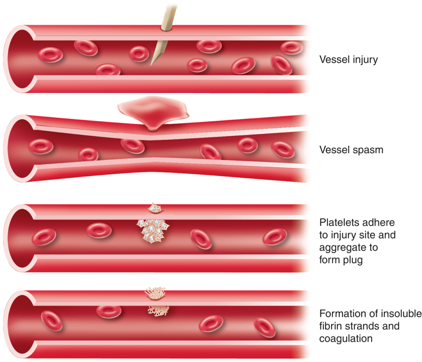 Basic Steps of Hemostasis