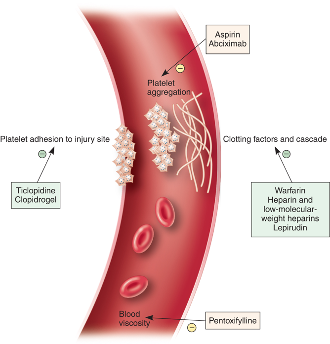 Mechanism of Action of Anticoagulants "آلية عمل مضادات التخثر"