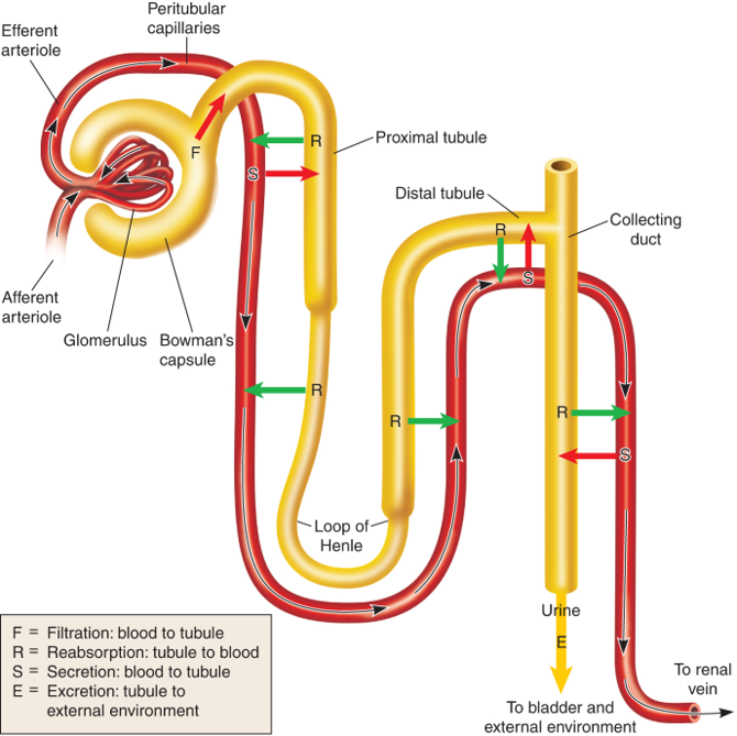 Sites of Resorption and Secretion in a Nephron