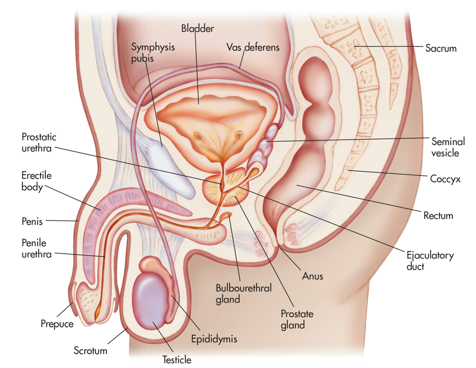 The Male Reproductive System