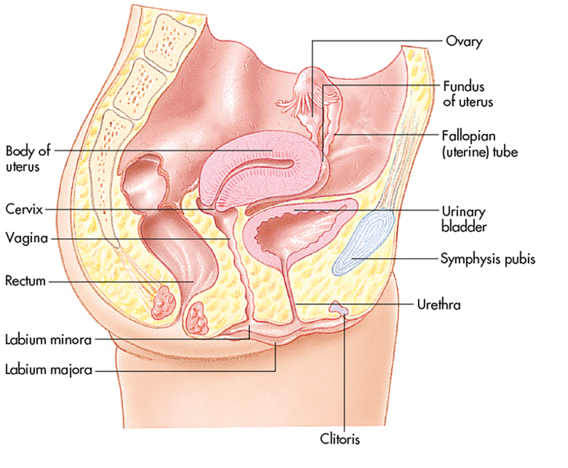 The Female Reproductive System (1 of 2)