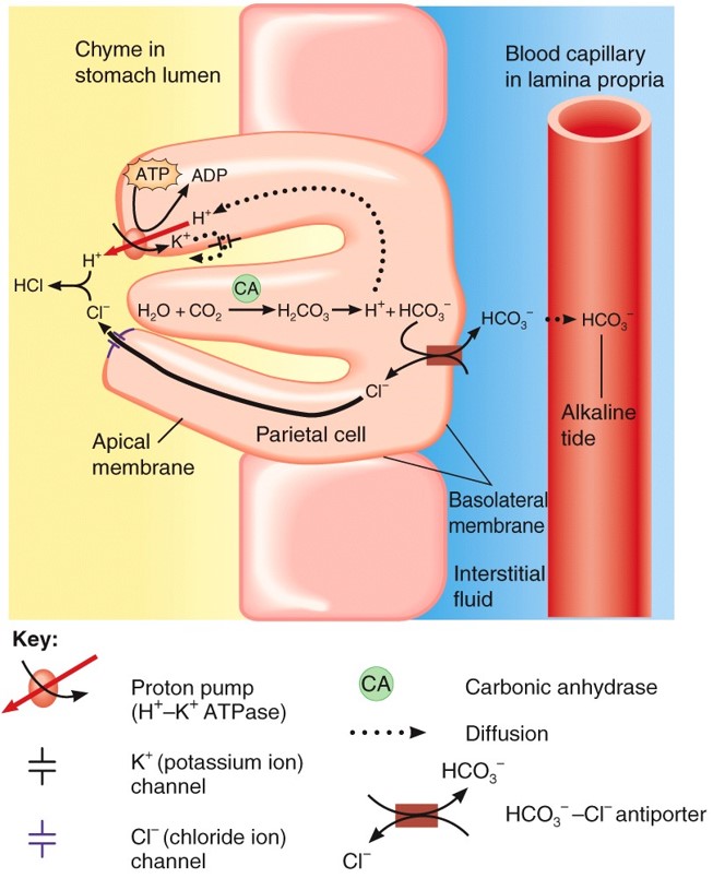 Secretion and Regulation of HCl in the Stomach