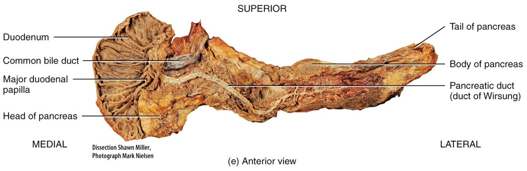 Pancreas