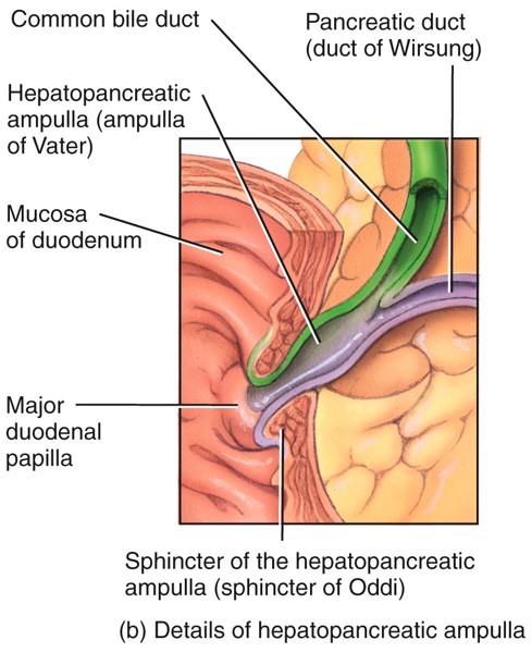 Pancreas, Liver, and Gallbladder