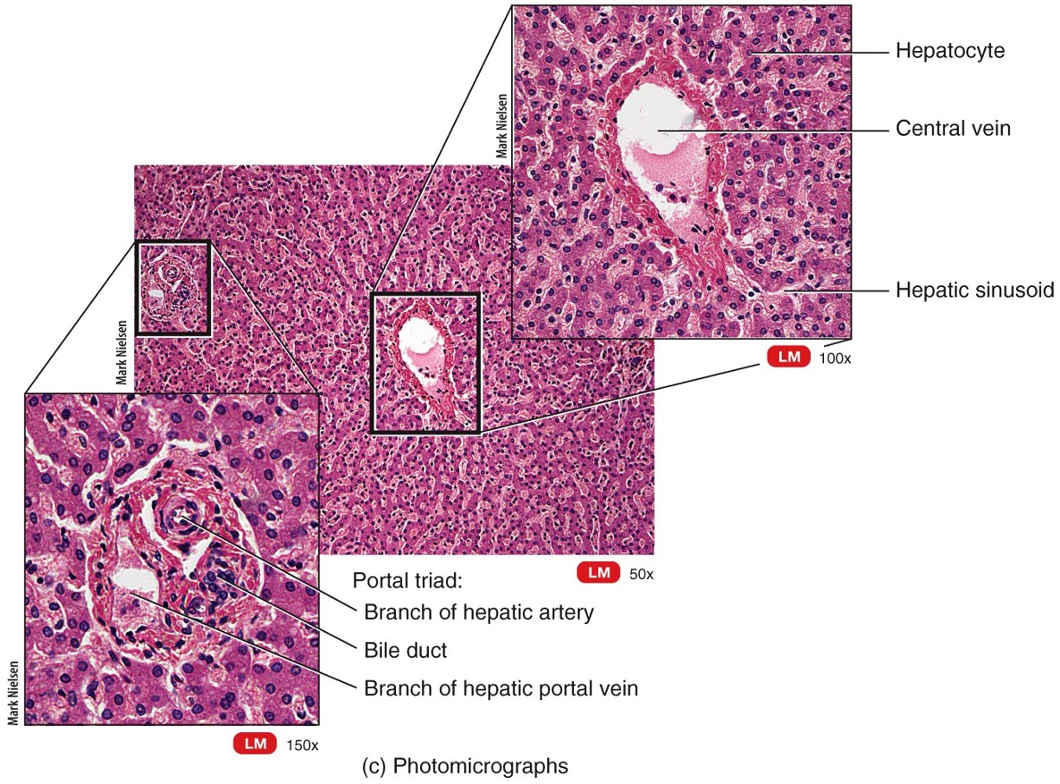 Histology of the Liver