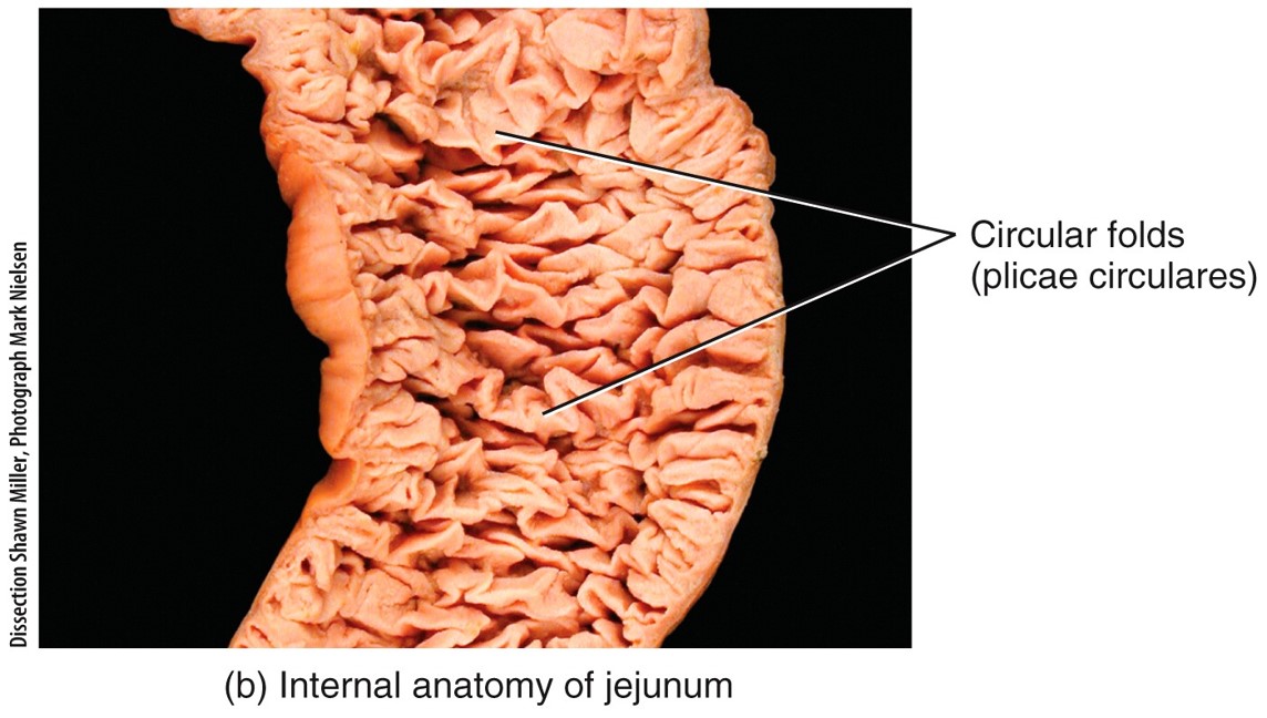 Circular Folds in the SI