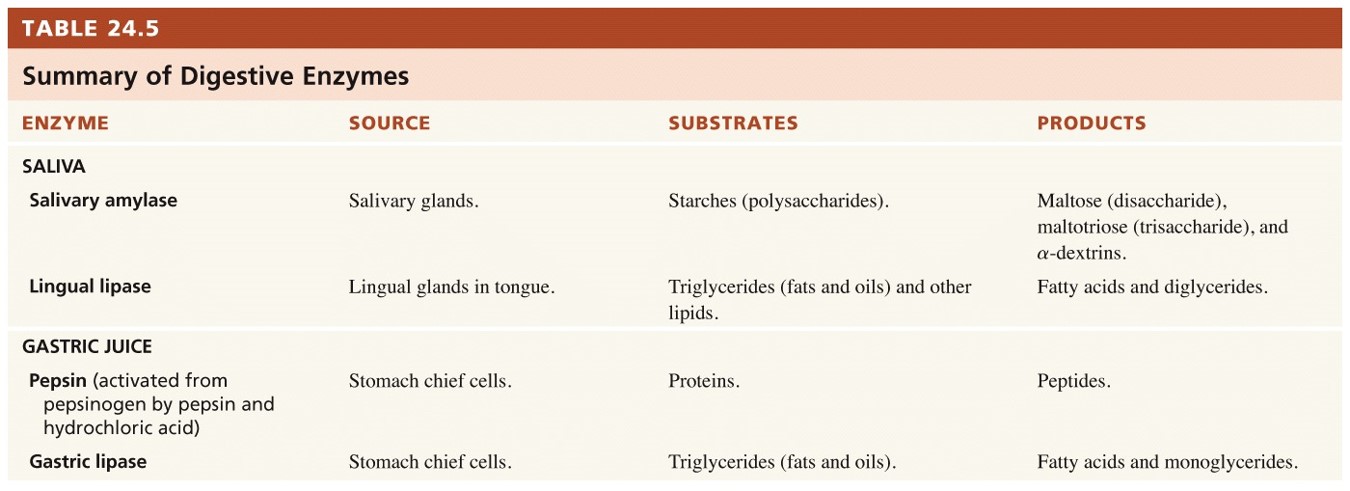 Summary of the digestive enzymes