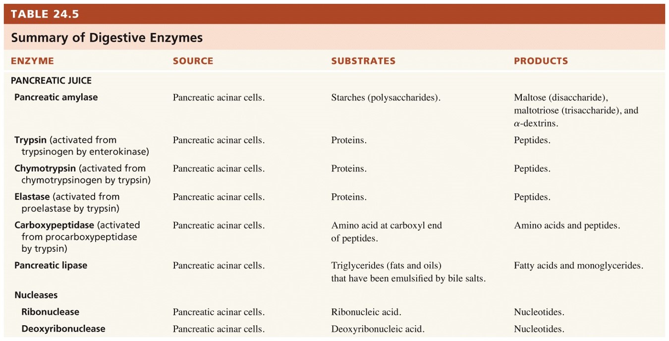 Summary of the digestive enzymes