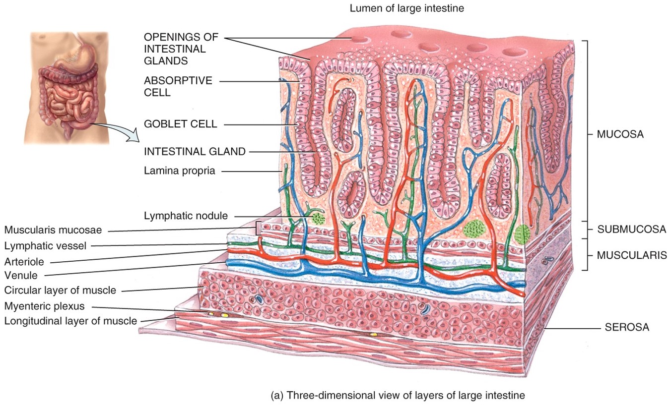 Histology of the Colon