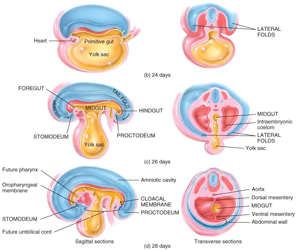 Development of the Digestive System "تطوير الجهاز الهضمي"