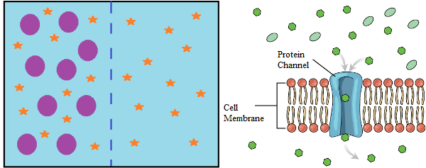 Membrane Permeability