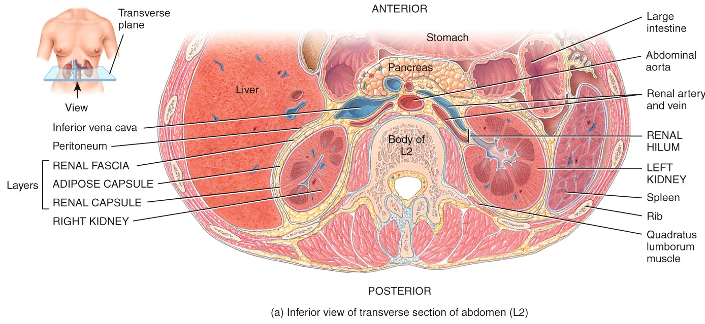 Renal Anatomy