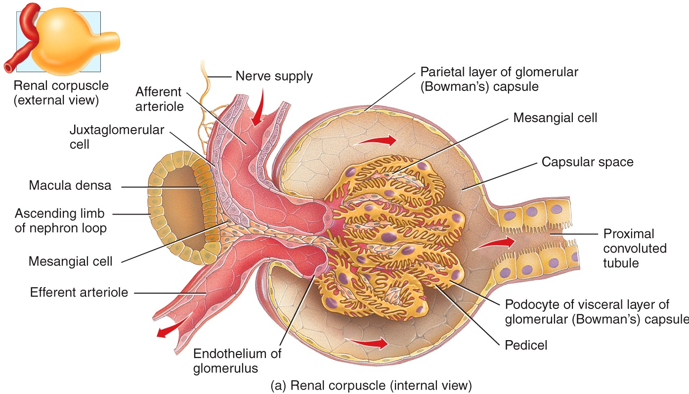 Histology of a Renal Corpuscle