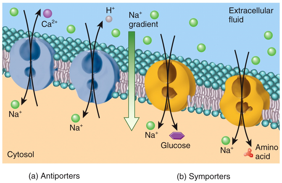 Secondary Active Transport