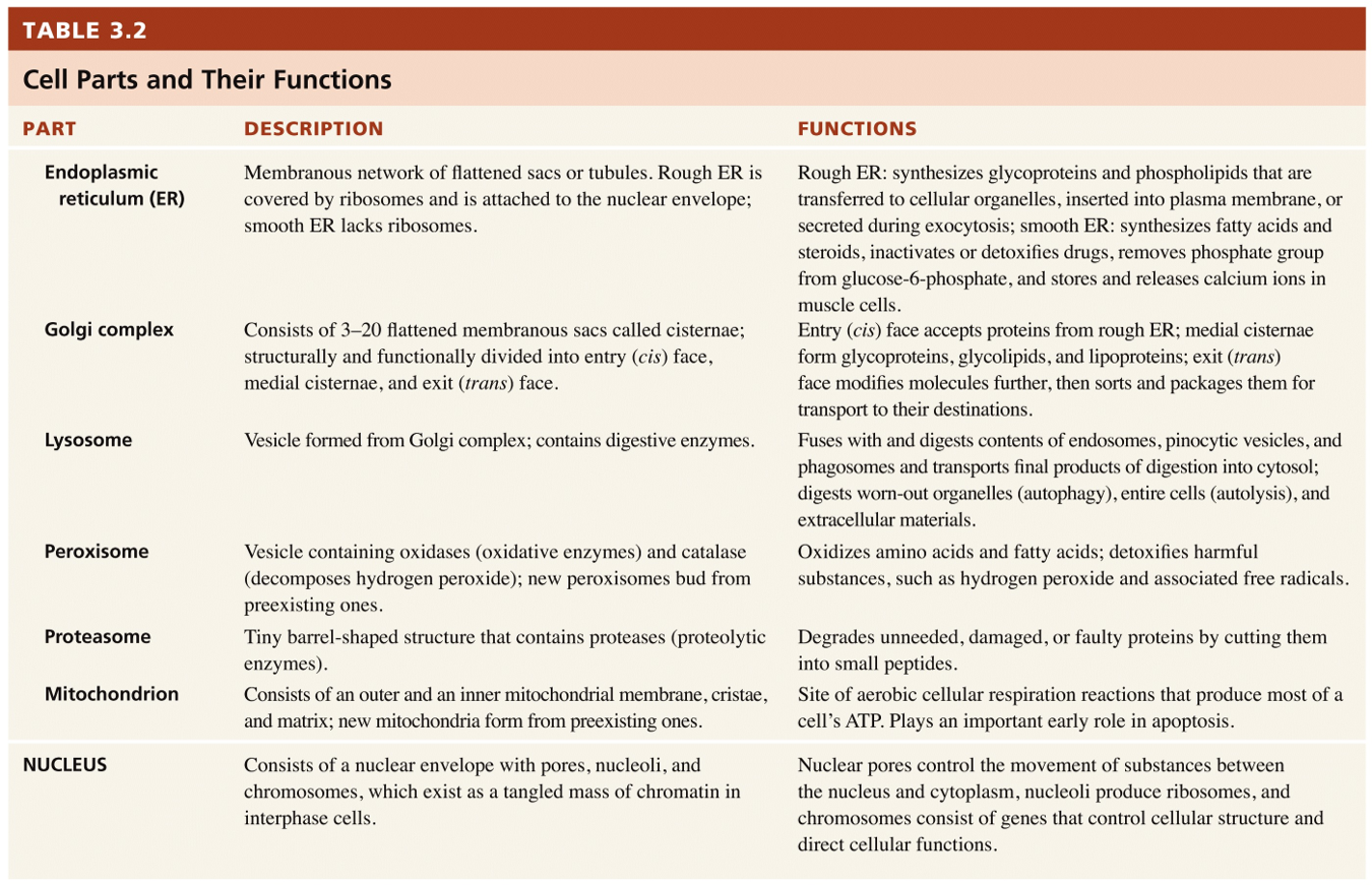 Cell parts and their functions