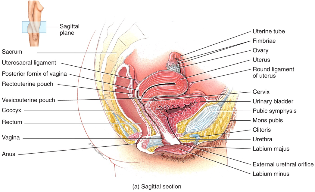 Vagina