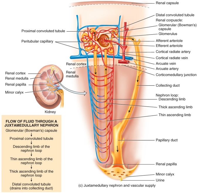 Juxtamedullary