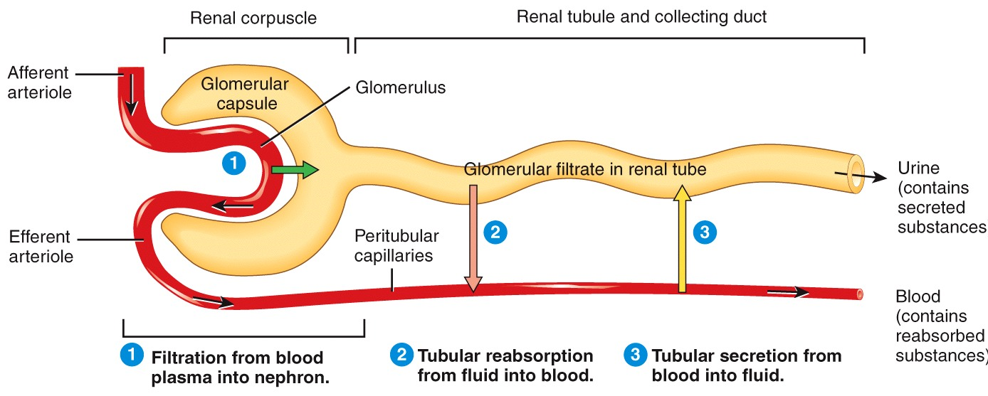 Renal Physiology - Urine Formation