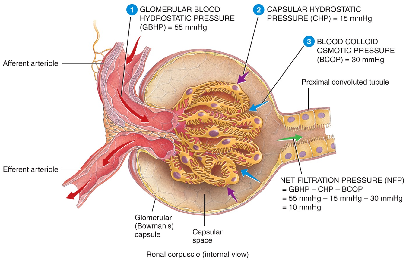 Glomerular Filtration