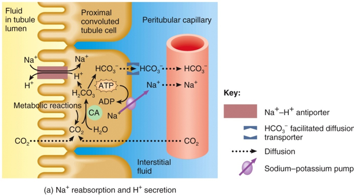 Transport Mechanisms: Antiporter